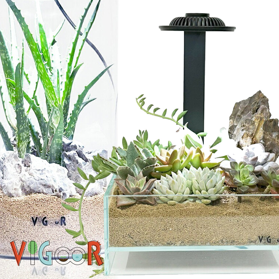 Vigoor(ビゴア)